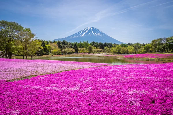 Fuji Shibazakura Festival Field Pink Moss Sakura Cherry Blossom Mountain — Stock Photo, Image