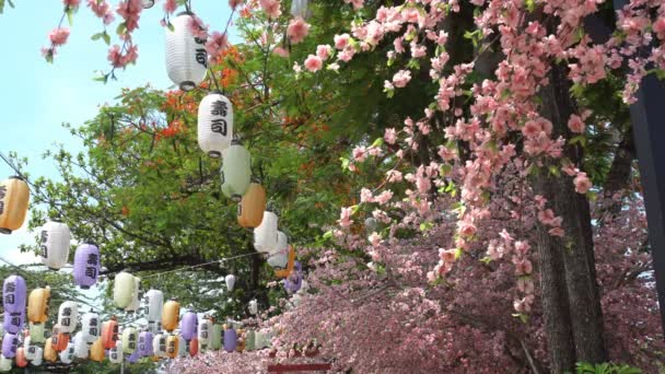 Различные Цветные Японские Фонари Украшающие Цветущие Вишни Рядами Текст Фонаре — стоковое видео