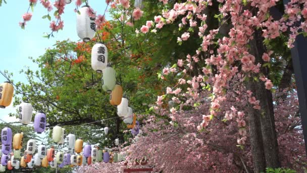 Várias Lanternas Japonesas Coloridas Que Decoram Flores Cereja Fileiras Texto — Vídeo de Stock