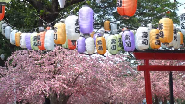 Různé Barevné Japonské Lucerny Které Zdobí Třešňové Květy Řadách Text — Stock video