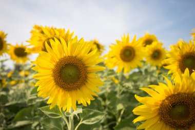 Ayçiçeği alanında mavi gökyüzü ile