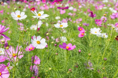 Beyaz Cosmos çiçek alanı