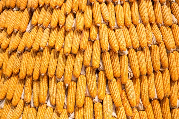 颗粒的成熟的玉米，原料玉米、 鲜食玉米、 玉米背景 — 图库照片