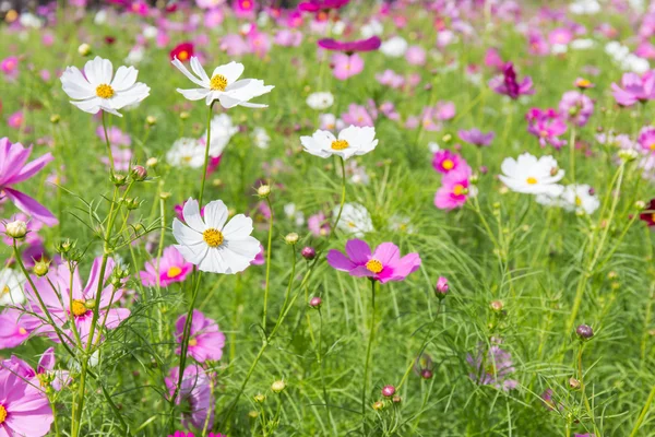 Weißer Kosmos Blume im Feld — Stockfoto