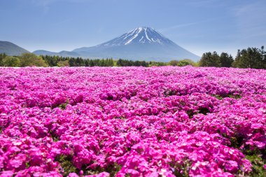 Japonya Shibazakura Festivali Sakura pembe moss alanla