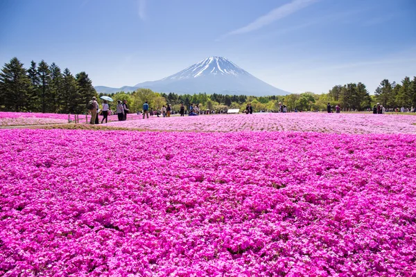 NASHIYAMA, JAPAN- 11 MAY. 2015: People from Tokyo and other cities or internatoinal come to Mt. Fuji and enjoy the cherry blossom at spring every year. Mt. Fuji is the highest mountain in Japan. — Stock Photo, Image