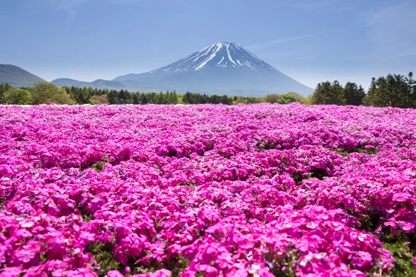 Japan Shibazakura Festival with the field of pink moss of Sakura — Stock Photo, Image