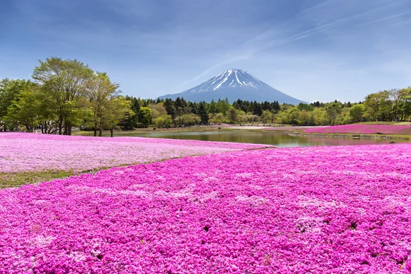 Japan Shibazakura Festival with the field of pink moss of Sakura — Stock Photo, Image