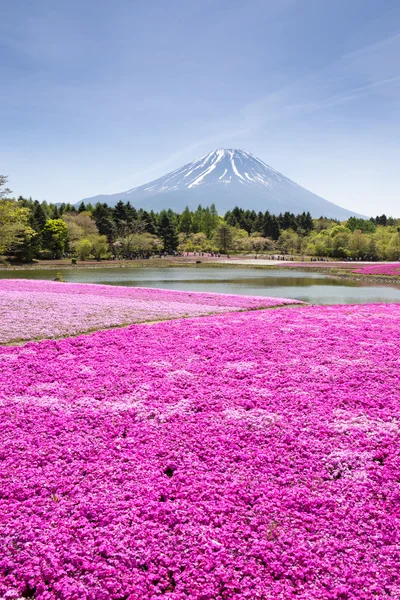 Japan Shibazakura Festival with the field of pink moss of Sakura — Stock Photo, Image