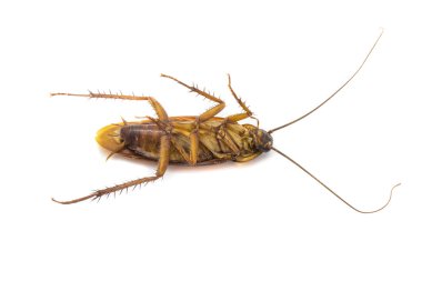 Beyaz bir arka plan üzerinde izole Closeup hamamböceği