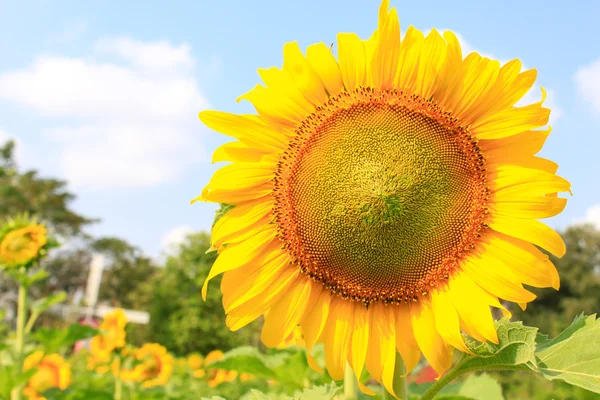 Kvete velkými krásná slunečnic na pozadí oblohy — Stock fotografie