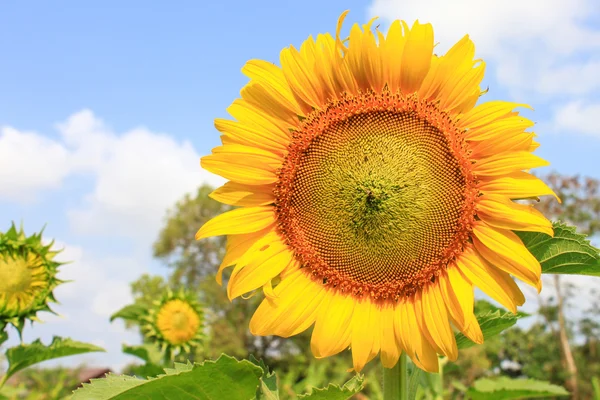 Pole kvete velkými krásná slunečnic, na pozadí oblohy — Stock fotografie