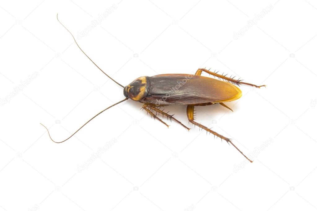 Closeup cockroach isolated on a white background