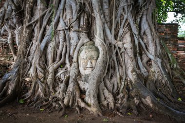 wat mahathat, ayutthaya, Tayland, ağaç kökleri Buda heykelinin kafası.