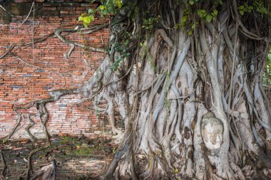 Wat Mahathat, Ayutthaya, Tayland, Thailand, ağaç kökleri antik duvar ve kafa Buda heykeli.