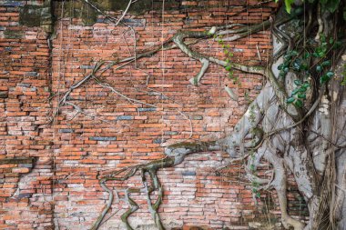 Wat Mahathat, Ayutthaya, Tayland ağaca ile antik duvar.