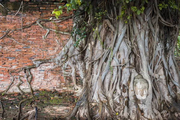 Wat Mahathat, Ayutthaya, Tayland, Thailand, ağaç kökleri antik duvar ve kafa Buda heykeli. — Stok fotoğraf