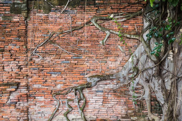 Antigua pared con árbol en Wat Mahathat, Ayutthaya, Tailandia . —  Fotos de Stock