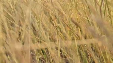 Yakın çekim görüntüsü ve güneş ışığında çimlerin hareketi.