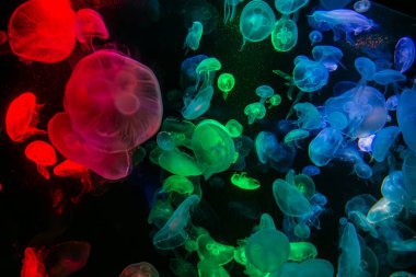 Birçok denizanası renkli ışığa göre renk değiştirir, çok güzeldir. Özet kopyalama alanı arkaplanı