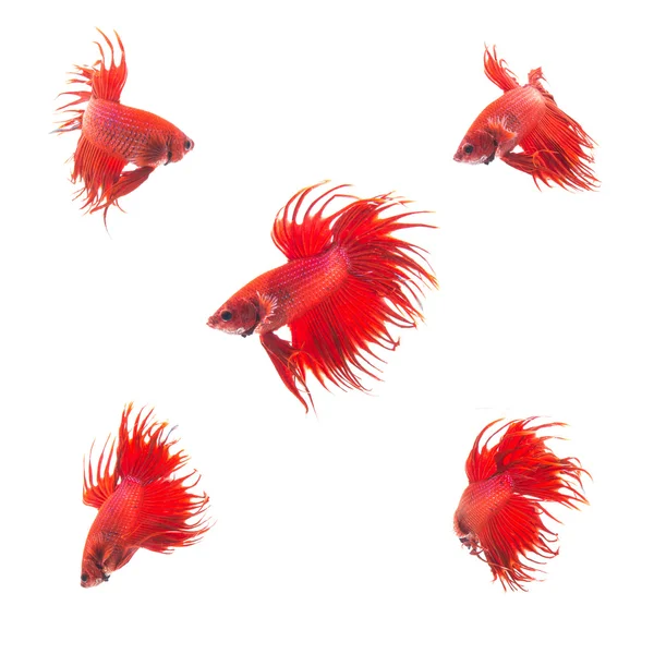 Colección Grupo de peces siameses de color rojo anaranjado, Betta resplandece peces sobre fondo blanco —  Fotos de Stock