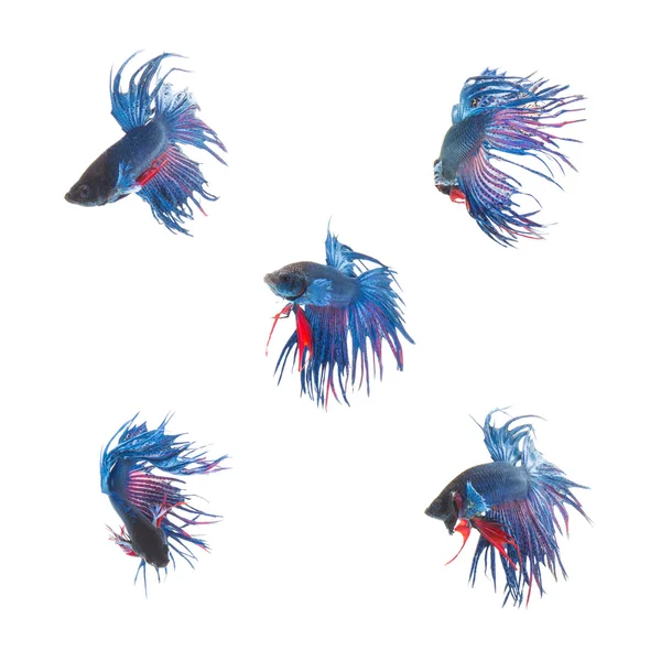 Collection Group of blue siamese fighting fish, Betta splendens fish on white background — Stock Photo, Image