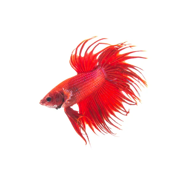 Pez siamés rojo anaranjado, betta splendens aislado sobre fondo blanco —  Fotos de Stock