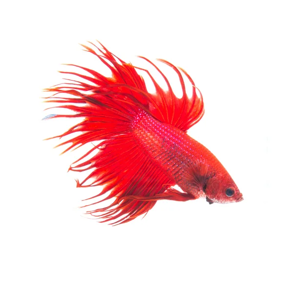 Orange red siamese fighting fish, betta splendens isolated on white background — Stock Photo, Image