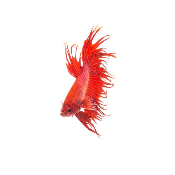 Pez siamés rojo anaranjado, betta splendens aislado sobre fondo blanco —  Fotos de Stock