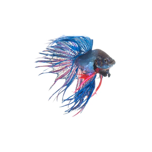 Peces siameses azules, betta splendens aislados sobre fondo blanco —  Fotos de Stock