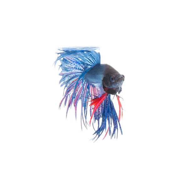 Peces siameses azules, betta splendens aislados sobre fondo blanco —  Fotos de Stock