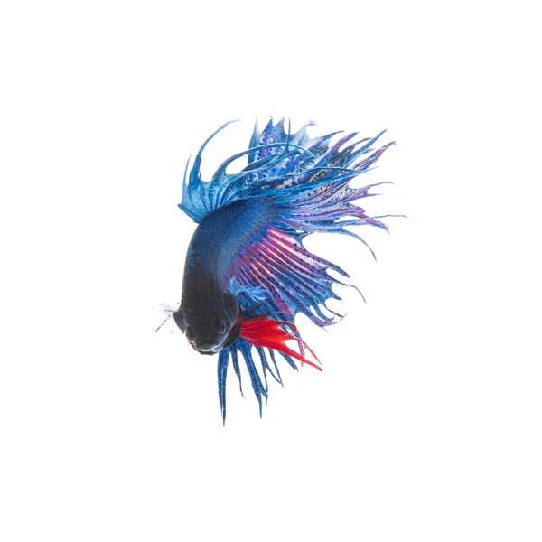 Peces siameses azules, betta splendens aislados sobre fondo blanco —  Fotos de Stock