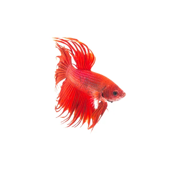 Pez siamés rojo anaranjado, betta splendens aislado sobre fondo blanco —  Fotos de Stock