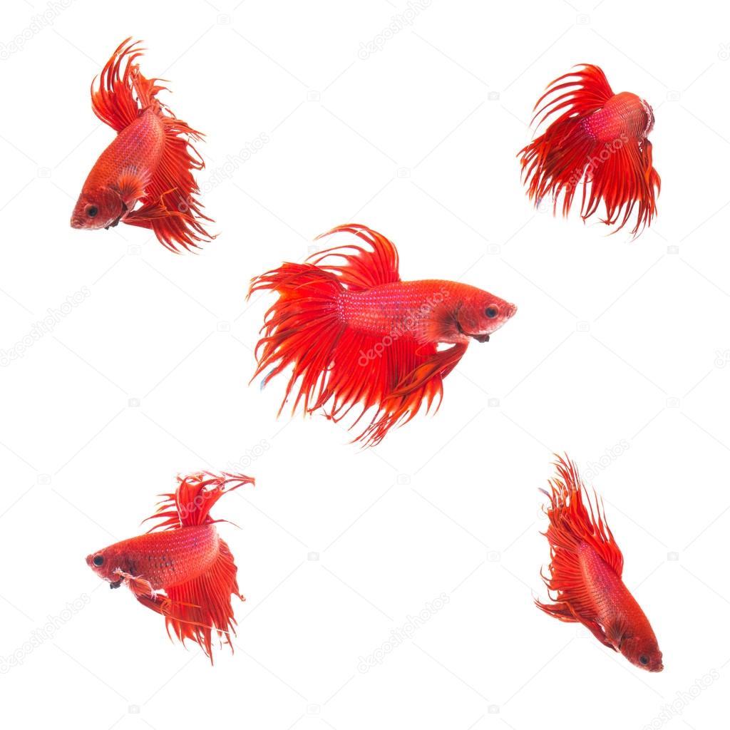 Collection Group of orange red siamese fighting fish, Betta splendens fish on white background