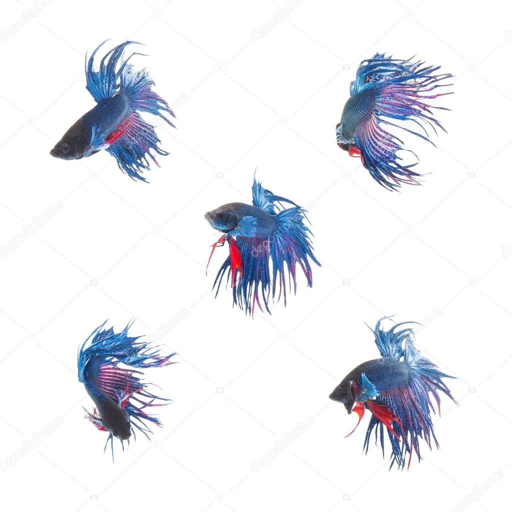 Collection Group of blue siamese fighting fish, Betta splendens fish on white background