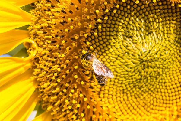 Closeup včela na slunečnice s žlutým dělat tesařinu — Stock fotografie