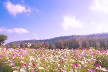 Oldukça bakımlı çiçek bahçesi ile dağ ve mavi gökyüzü arka plan vintage tarzı yumuşak odak üzerinde renkli.