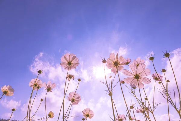 purple, pink, red, cosmos flowers in the garden with blue sky and sunlight background in vintage pink style soft focus.