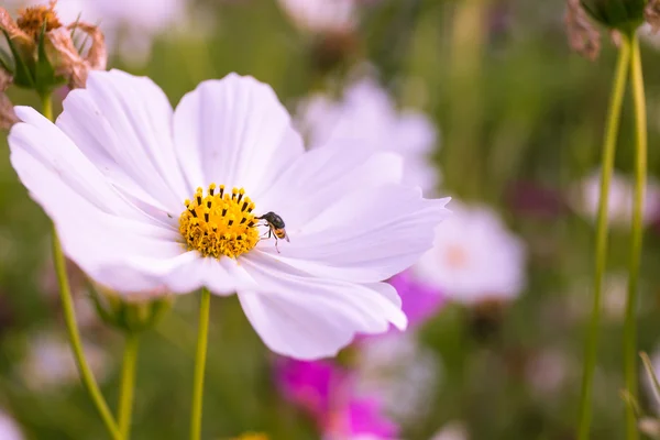 Closeup Cosmos flores e insetos no jardim — Fotografia de Stock