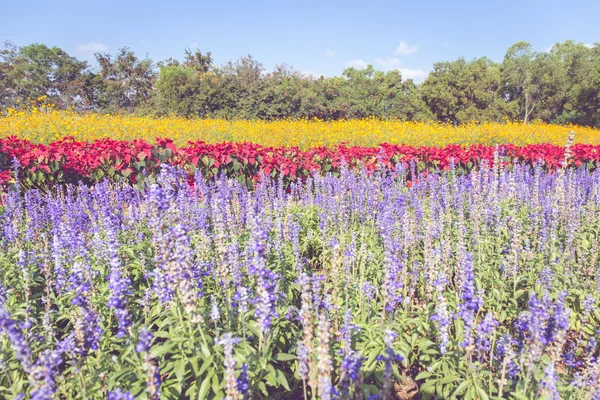 Flor de lavanda flor perfumada y naranja cosmos flor en el jardín en estilo vintage enfoque suave . —  Fotos de Stock