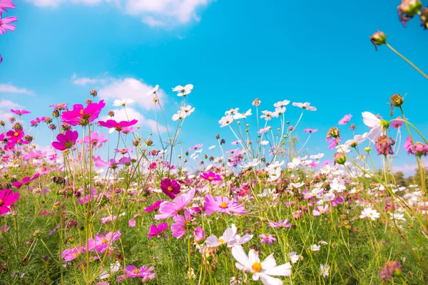 Красочные цветы космоса в саду с голубым небом фон в винтажном сладком стиле цвета — стоковое фото
