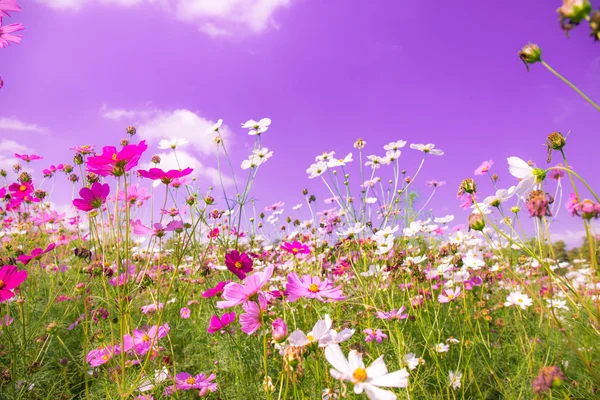 Красочные цветы космоса в саду с розовым небом фоне — стоковое фото