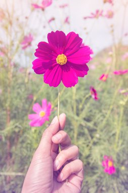 Cosmos çiçek yakalamak