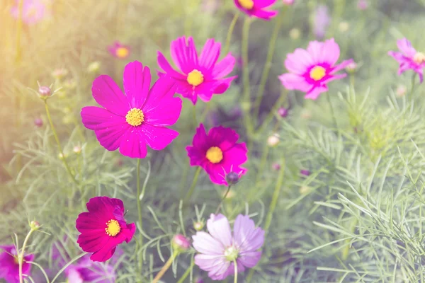 Pink Red Cosmos flower in field