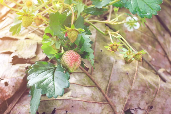 Strawberry in garden at doi angkhang mountain, chiang mai Thailand — Stock Photo, Image