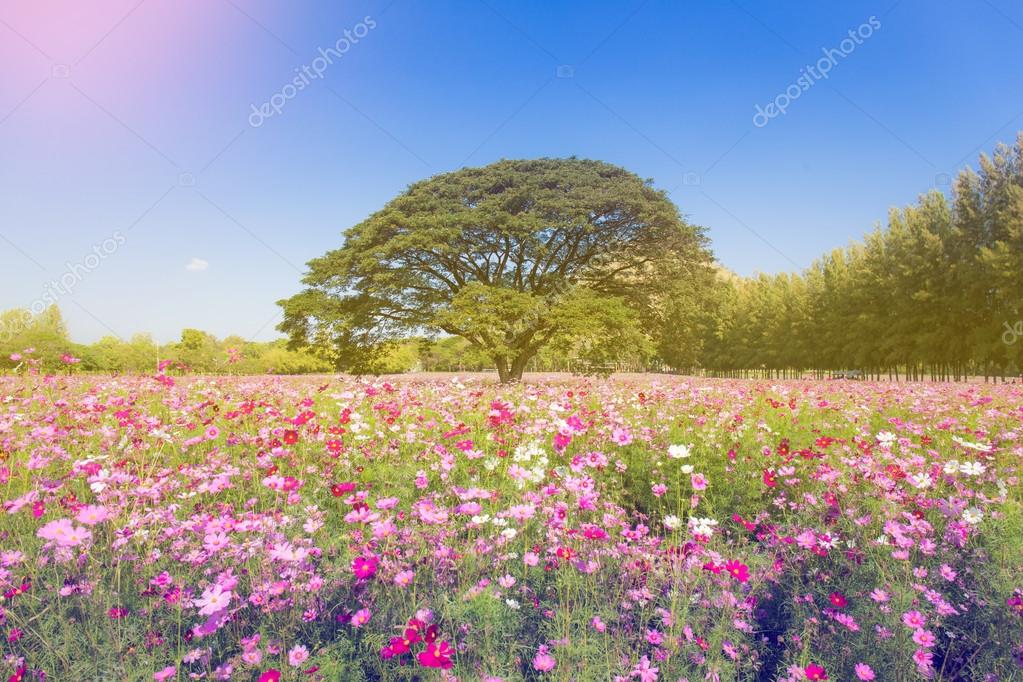 Flowers of India Flowers of India