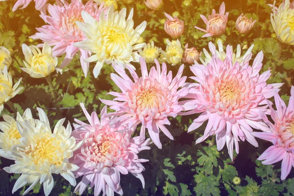 Rosa Chrysantheme im Garten — Stockfoto