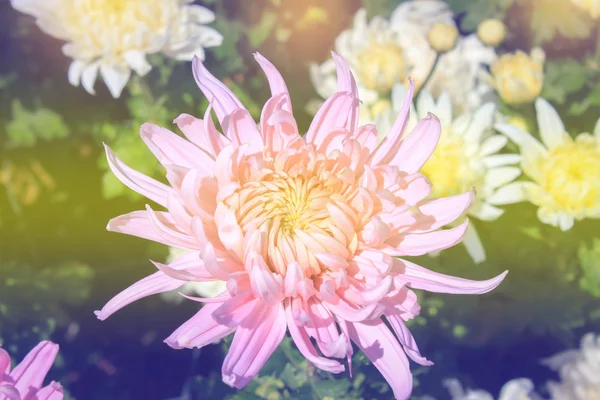 Rosa Chrysantheme im Garten — Stockfoto