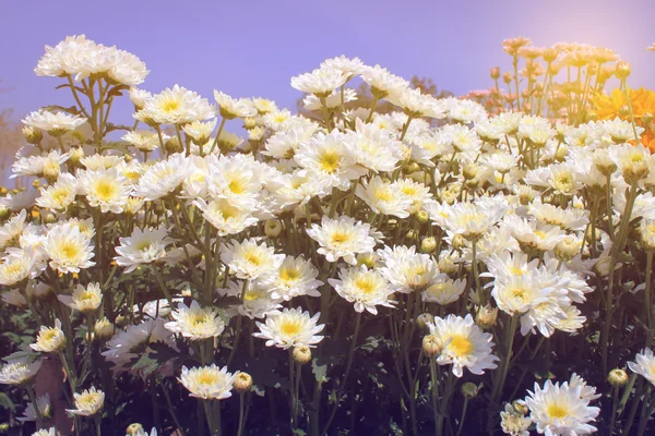 Weiße Chrysanthemen im Garten — Stockfoto