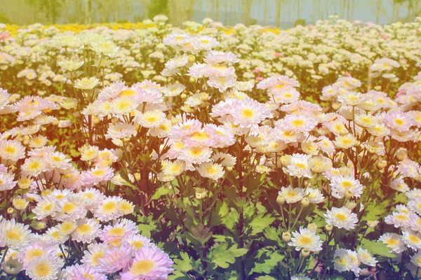 Crisantemo blanco en el jardín —  Fotos de Stock